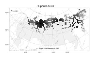 Dupontia fulva (Trin.) Röser & Tkach, Атлас флоры России (FLORUS) (Россия)