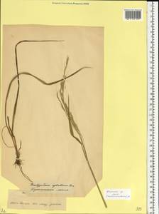 Коротконожка лесная (Huds.) P.Beauv., Восточная Европа, Белоруссия (E3a) (Белоруссия)