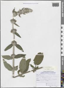 Чистец германский L., Кавказ, Северная Осетия, Ингушетия и Чечня (K1c) (Россия)