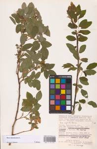 Шиповник майский Herrm., Восточная Европа, Нижневолжский район (E9) (Россия)