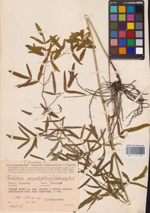 Василисник светлый, Василисник блестящий L., Восточная Европа, Центральный район (E4) (Россия)