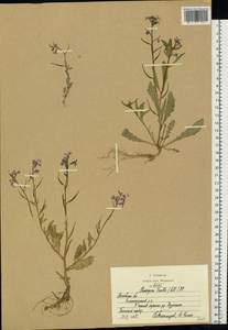 Хориспора нежная, Хориспора тоненькая (Pall.) DC., Восточная Европа, Московская область и Москва (E4a) (Россия)