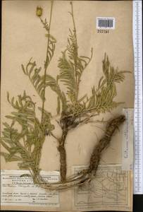 Rhaponticoides ruthenica (Lam.) M.V.Agab. & Greuter, Средняя Азия и Казахстан, Западный Тянь-Шань и Каратау (M3) (Казахстан)