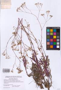 Качим высочайший L., Восточная Европа, Восточный район (E10) (Россия)