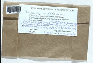 Scapania subalpina (Nees ex Lindenb.) Dumort., Гербарий мохообразных, Мхи - Северный Кавказ и Предкавказье (B12) (Россия)