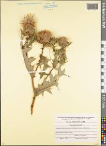 Lophiolepis ciliata subsp. ciliata, Кавказ, Северная Осетия, Ингушетия и Чечня (K1c) (Россия)