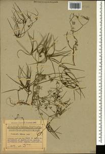 Скандикс грузинский M.Bieb., Кавказ, Армения (K5) (Армения)