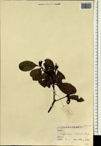 Рафиолепис индийский (L.) Lindl., Зарубежная Азия (ASIA) (КНР)