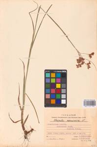 Ожика дубравная (Lam.) Dandy & Wilmott, Восточная Европа, Западно-Украинский район (E13) (Украина)