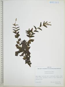 Рдест пронзеннолистный, Рдест стеблеобъемлющий L., Сибирь, Дальний Восток (S6) (Россия)