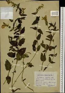 Шлемник приземистый L., Сибирь, Западный (Казахстанский) Алтай (S2a) (Казахстан)