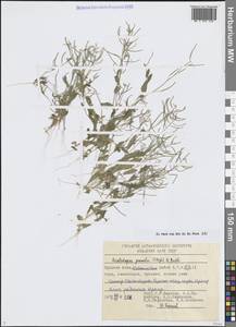 Резушка низкая (Steph.) Al-Shehbaz, O'Kane & R.A.Price, Средняя Азия и Казахстан, Сырдарьинские пустыни и Кызылкумы (M7) (Узбекистан)