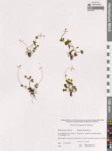 Лютик крошечный Wahlenb., Сибирь, Чукотка и Камчатка (S7) (Россия)