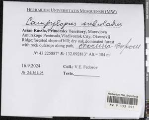 Campylopus subulatus Schimp. ex Milde, Гербарий мохообразных, Мхи - Дальний Восток (без Чукотки и Камчатки) (B20) (Россия)