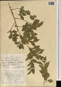 Вяз приземистый, Вяз мелколистный L., Монголия (MONG) (Монголия)