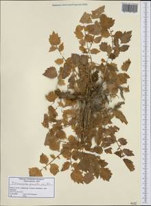 Petromarula pinnata (L.) A.DC., Западная Европа (EUR) (Греция)
