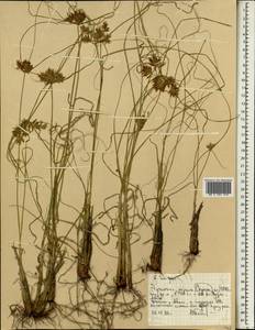 Камыш, Африка (AFR) (Эфиопия)