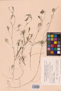 Лютик волосолистный, Шелковник волосолистный Chaix, Восточная Европа, Восточный район (E10) (Россия)