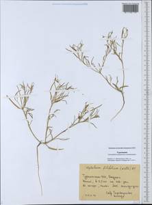 Лепталеум нителистный (Willd.) DC., Средняя Азия и Казахстан, Каракумы (M6) (Туркмения)