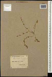 Зейдлиция цветистая (M. Bieb.) Bunge ex Boiss., Кавказ, Армения (K5) (Армения)