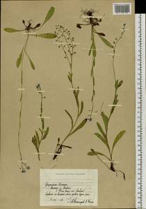 Незабудка, Сибирь, Чукотка и Камчатка (S7) (Россия)