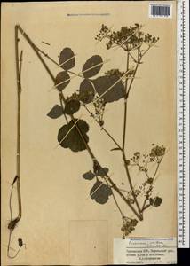 Pastinaca sativa subsp. urens (Req. ex Godr.) Celak., Кавказ, Грузия (K4) (Грузия)