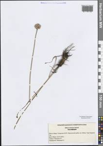 Лук прямой, Лук торчащий Schrad., Восточная Европа, Средневолжский район (E8) (Россия)