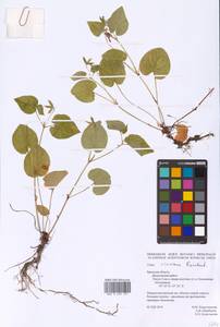 Фиалка Ривиниуса Rchb., Восточная Европа, Западный район (E3) (Россия)