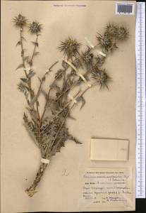 Cousinia carduncelloidea Regel & Schmalh., Средняя Азия и Казахстан, Памир и Памиро-Алай (M2) (Киргизия)