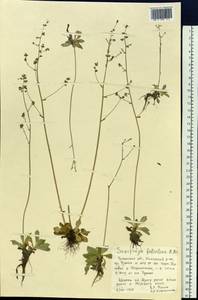 Камнеломка листочковая (R. Br.) Gornall, Сибирь, Прибайкалье и Забайкалье (S4) (Россия)