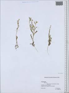 Brassicaceae, Средняя Азия и Казахстан, Копетдаг, Бадхыз, Малый и Большой Балхан (M1) (Туркмения)