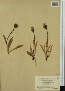 Hieracium alpinum subsp. melanocephalum (Tausch) Zahn, Западная Европа (EUR) (Швейцария)