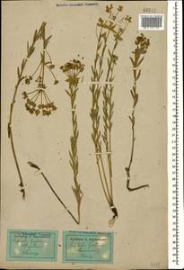 Молочай Сегье Neck., Средняя Азия и Казахстан, Прикаспийский Устюрт и Северное Приаралье (M8) (Казахстан)