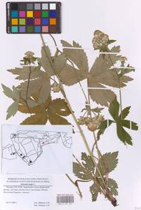 Астранция большая L., Восточная Европа, Московская область и Москва (E4a) (Россия)