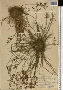 Ситник членистый L., Восточная Европа, Белоруссия (E3a) (Белоруссия)