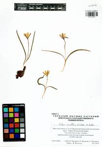 Тюльпан одноцветковый (L.) Besser ex Baker, Сибирь, Прибайкалье и Забайкалье (S4) (Россия)