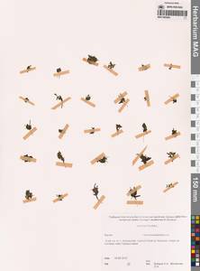 Ряска трехдольная L., Сибирь, Якутия (S5) (Россия)