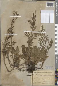 Патриния скальная (Pall.) Dufr., Сибирь, Прибайкалье и Забайкалье (S4) (Россия)