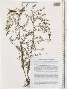 Полынь дагестанская Krasch. & Poretzky, Кавказ, Дагестан (K2) (Россия)