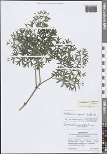 Златогоричник морозниковый (L.) Schur, Восточная Европа, Средневолжский район (E8) (Россия)