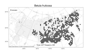 Betula fruticosa, Береза кустарниковая Pall., Атлас флоры России (FLORUS) (Россия)