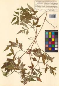Виноградовник японский (Thunb.) Makino, Сибирь, Дальний Восток (S6) (Россия)