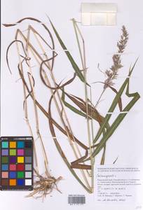 Вейник, Сибирь, Дальний Восток (S6) (Россия)