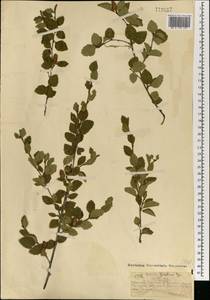 Береза кустарниковая Pall., Монголия (MONG) (Монголия)