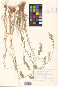 Bromus hordeaceus subsp. hordeaceus, Восточная Европа, Литва (E2a) (Литва)