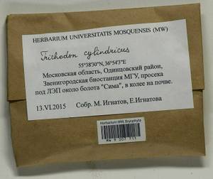 Trichodon cylindricus (Hedw.) Schimp., Гербарий мохообразных, Мхи - Москва и Московская область (B6a) (Россия)