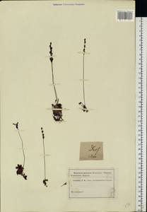 Drosera ×anglica Huds., Восточная Европа, Нижневолжский район (E9) (Россия)