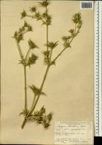 Eryngium thorifolium Boiss., Зарубежная Азия (ASIA) (Турция)