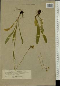 Ястребиночка зонтиковидная, Восточная Европа, Московская область и Москва (E4a) (Россия)