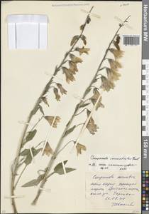 Колокольчик сарматский Ker Gawl., Кавказ, Северная Осетия, Ингушетия и Чечня (K1c) (Россия)